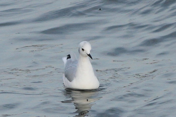 Bonaparte's Gull