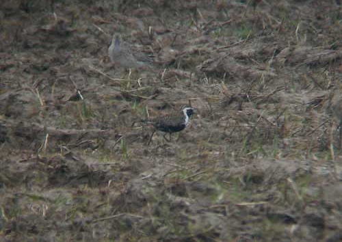 American Golden Plover