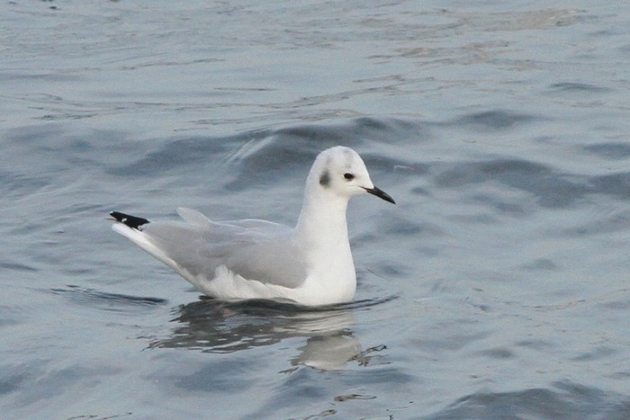 Bonaparte's Gull