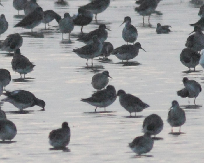 Stilt Sandpiper