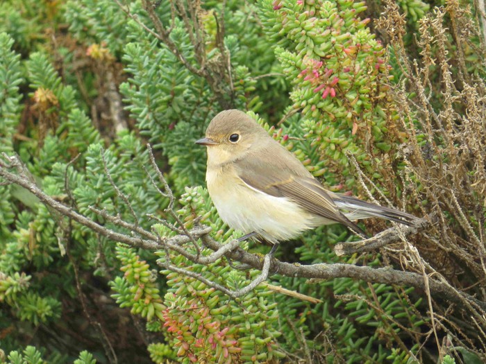 Red-breasted Flycatcher