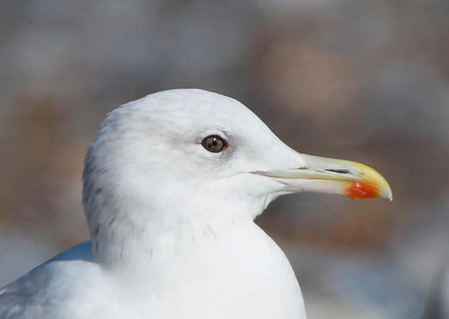 Caspian Gull