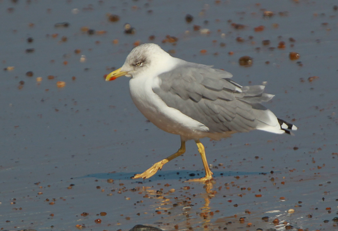 Yellow-legged Gull