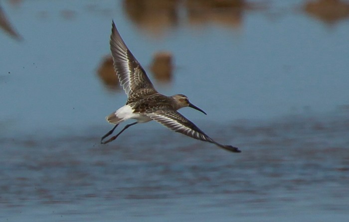 Curlew Sandpiper