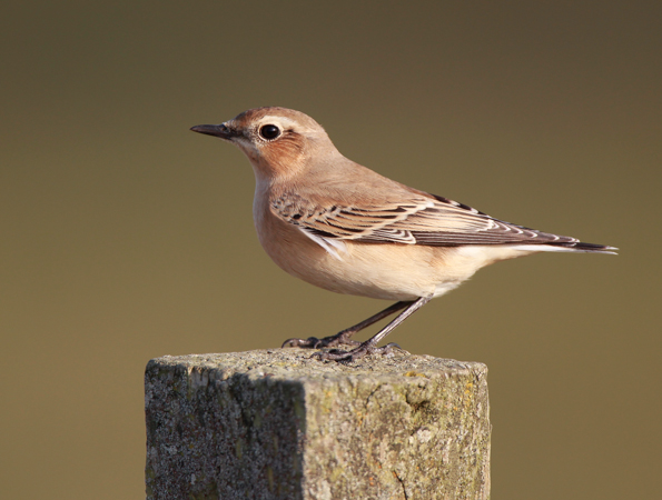 Wheatear
