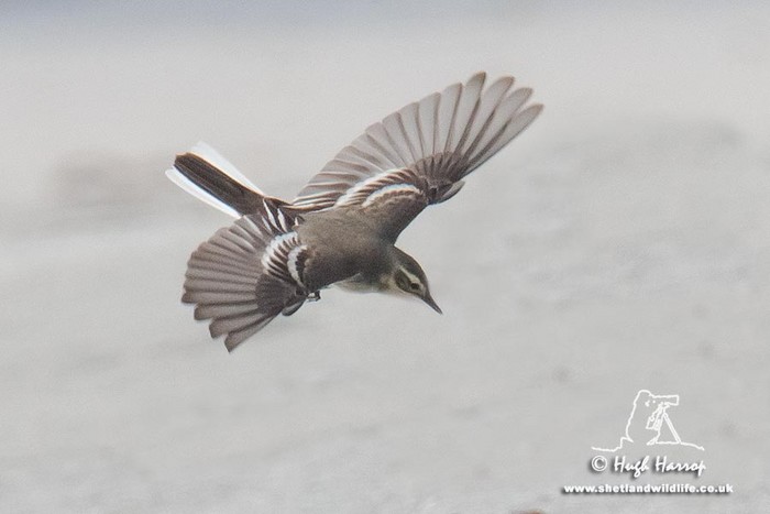Citrine Wagtail
