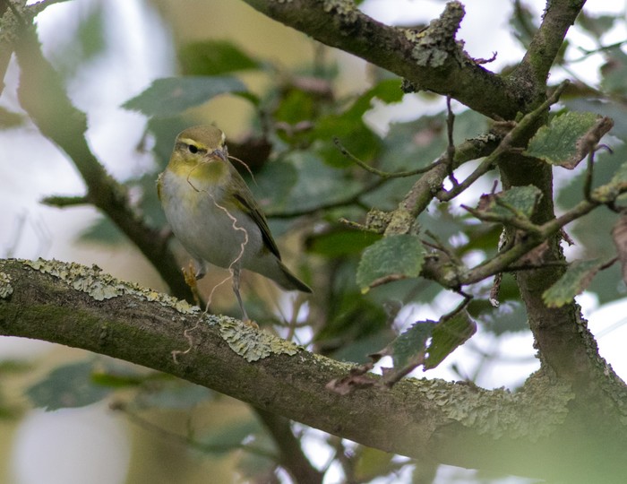 Wood Warbler