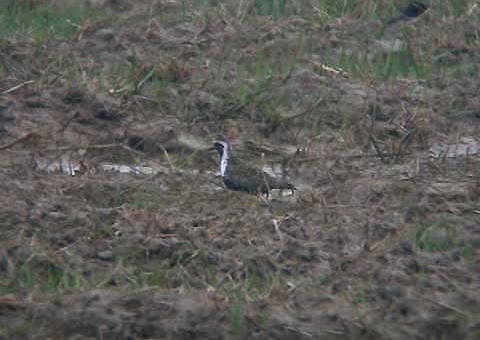 American Golden Plover