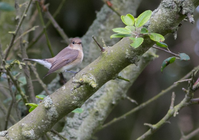 Red-breasted Flycatcher