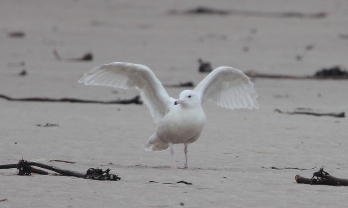 Glaucous Gull