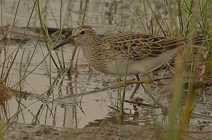 Pectoral Sandpiper