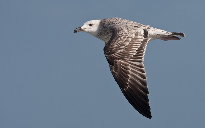 Caspian Gull