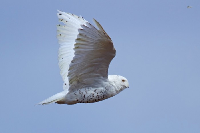 Snowy Owl
