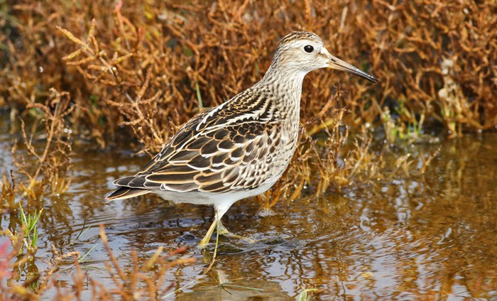 Pectoral Sandpiper
