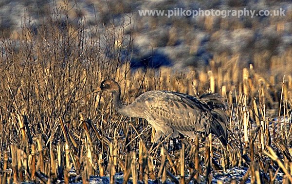 Common Crane