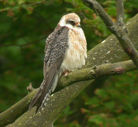 Red-footed Falcon