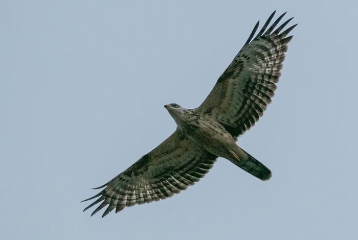 Honey Buzzard
