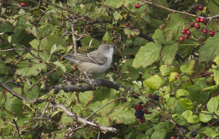 Barred Warbler