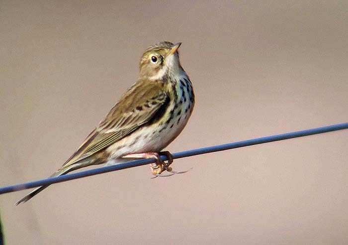 Meadow Pipit