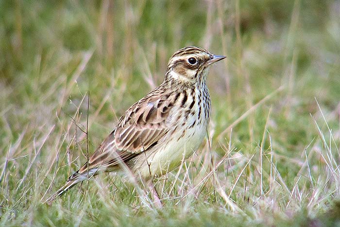 Woodlark