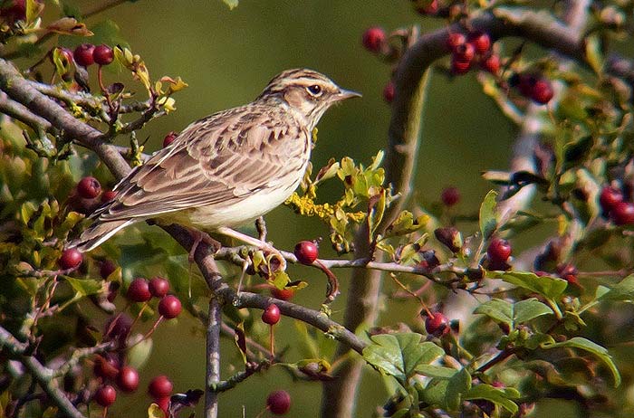 Woodlark