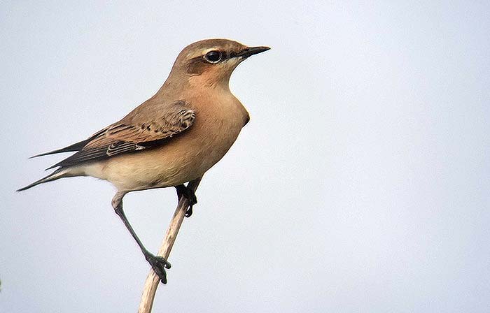 Wheatear