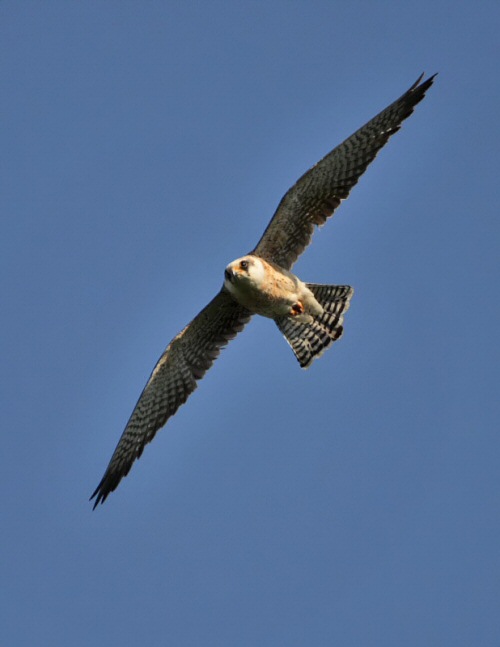 Red-footed Falcon