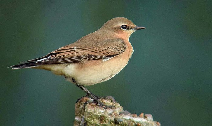 Wheatear