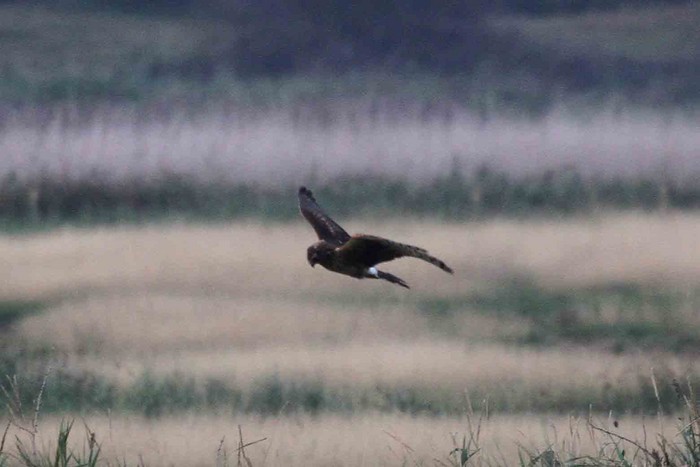 Hen Harrier