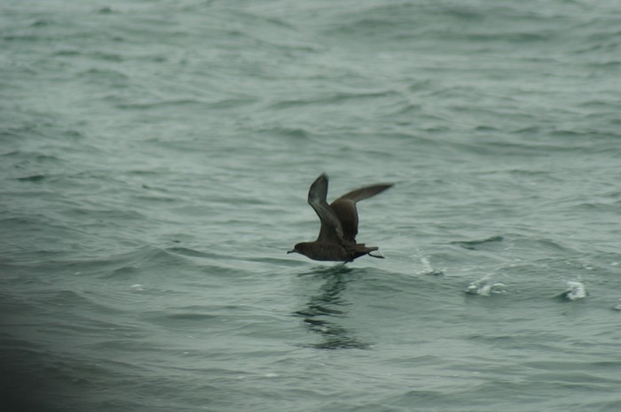 Sooty Shearwater