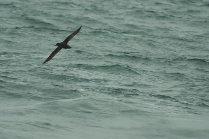 Sooty Shearwater