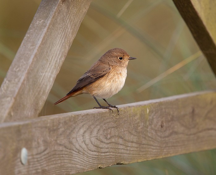 Redstart