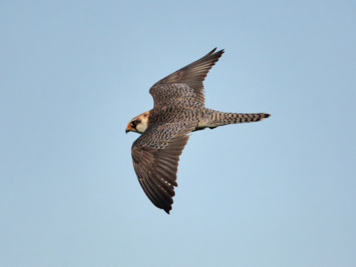 Red-footed Falcon