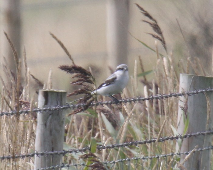 Great Grey Shrike