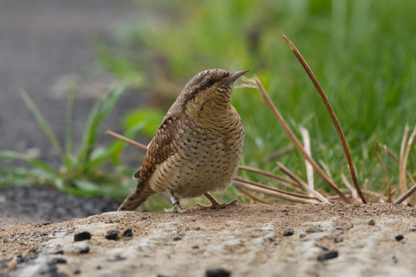 Wryneck