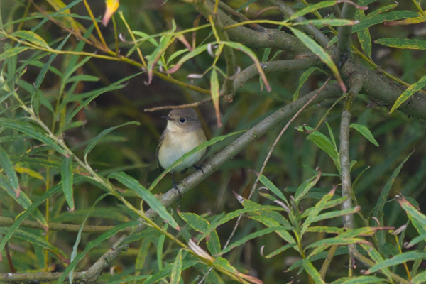 Red-breasted Flycatcher