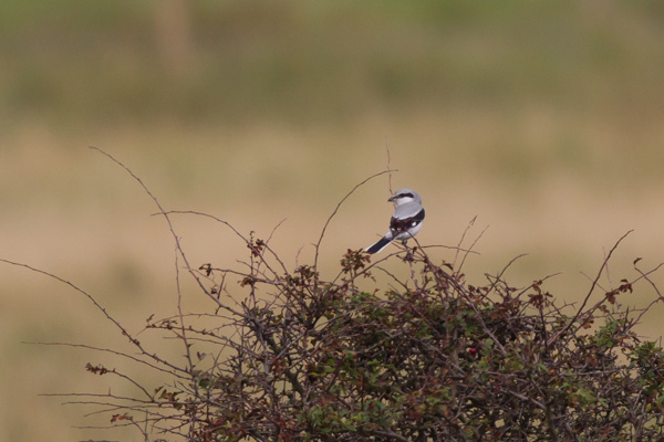 Great Grey Shrike