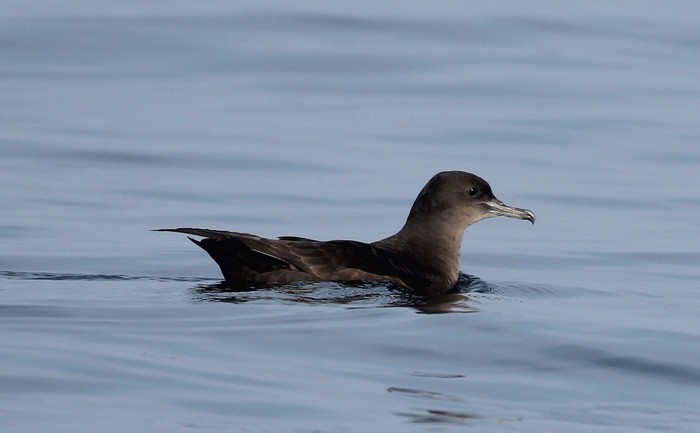 Sooty Shearwater