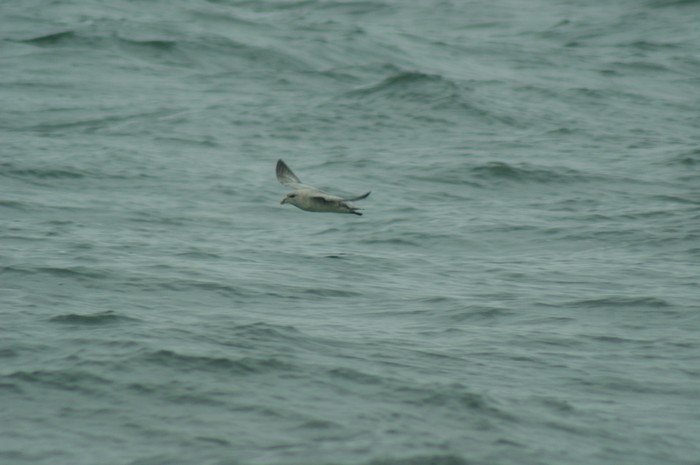 Blue Fulmar