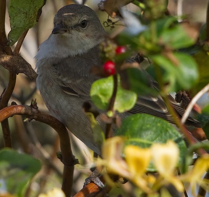 Barred Warbler