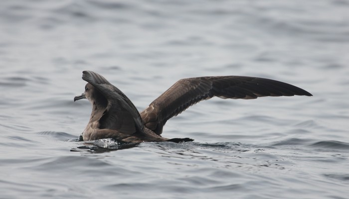 Sooty Shearwater