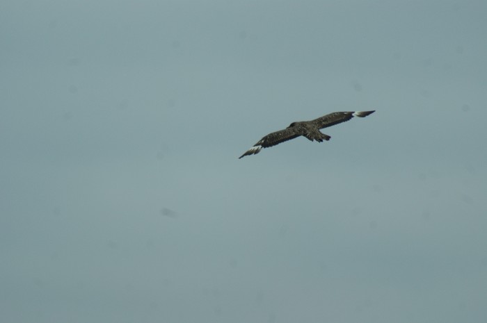 Great Skua