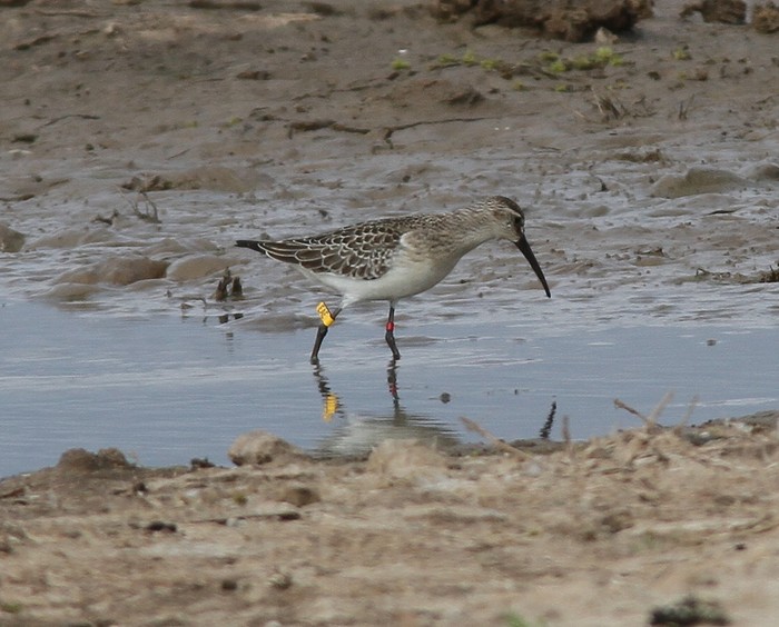Curlew Sandpiper