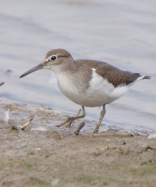Common Sandpiper