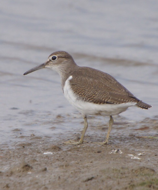 Common Sandpiper