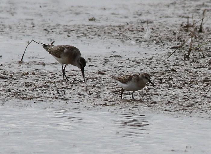 Little stint v Curlew Sandpiper