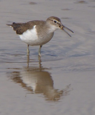 Common Sandpiper
