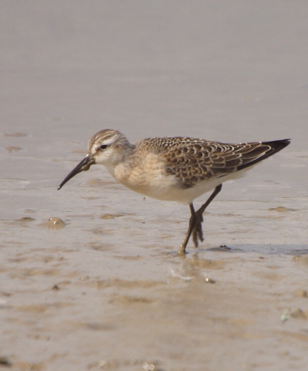 Curlew Sandpiper