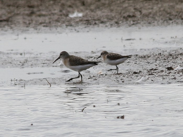 Little Stint & Curlew Sandpiper