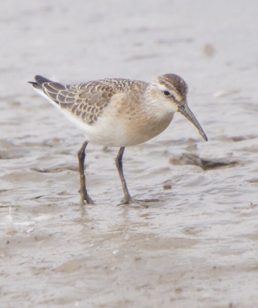 Curlew Sandpiper